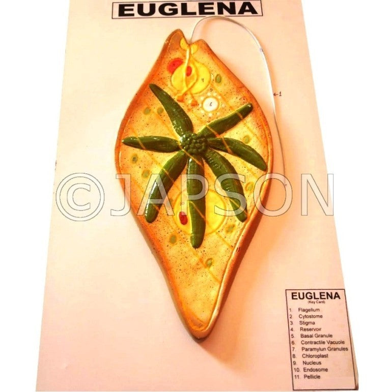 Euglena Model Euglena Model